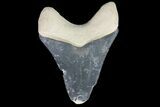 Serrated, Fossil Megalodon Tooth - Bone Valley, Florida #145080-1